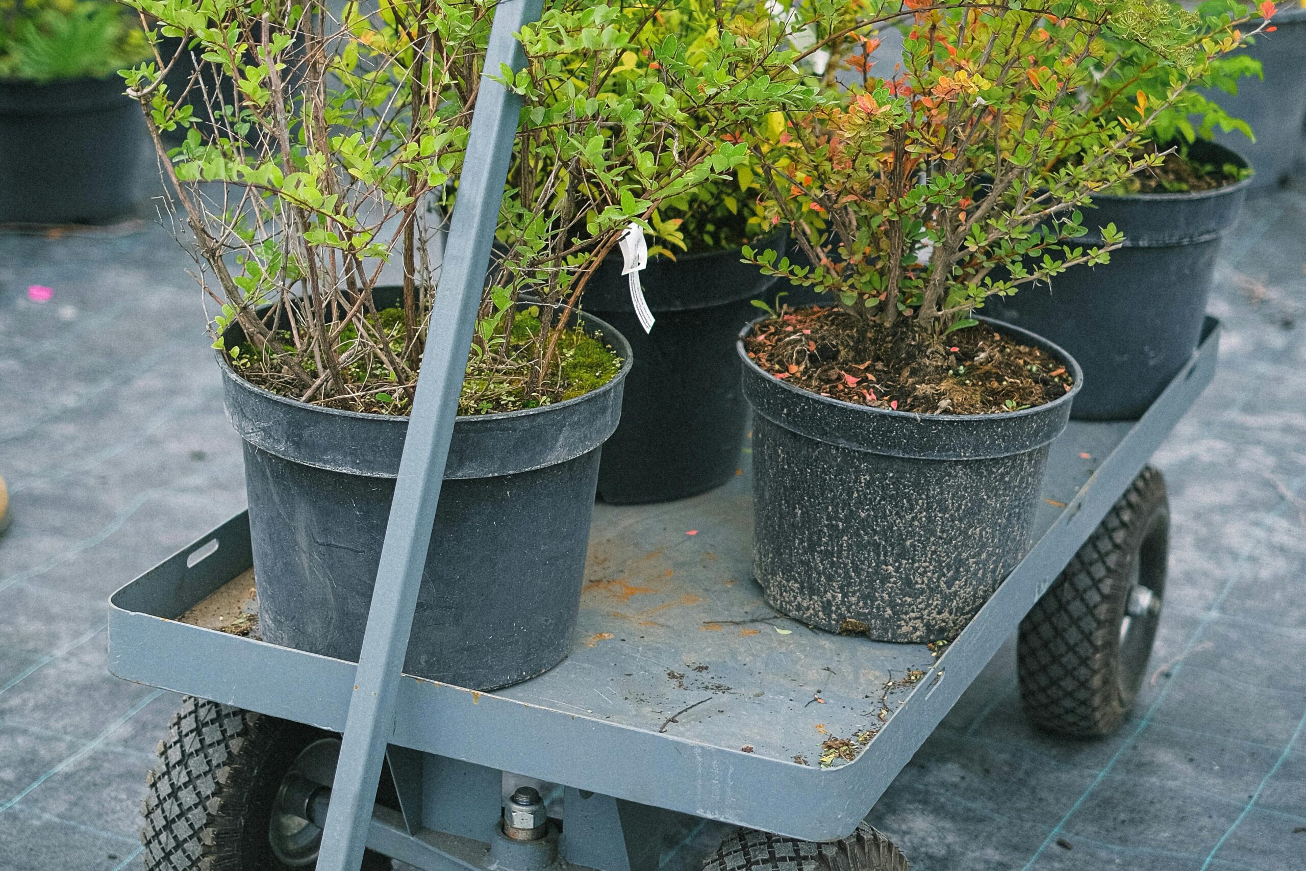 plants in a pot on a garden cart