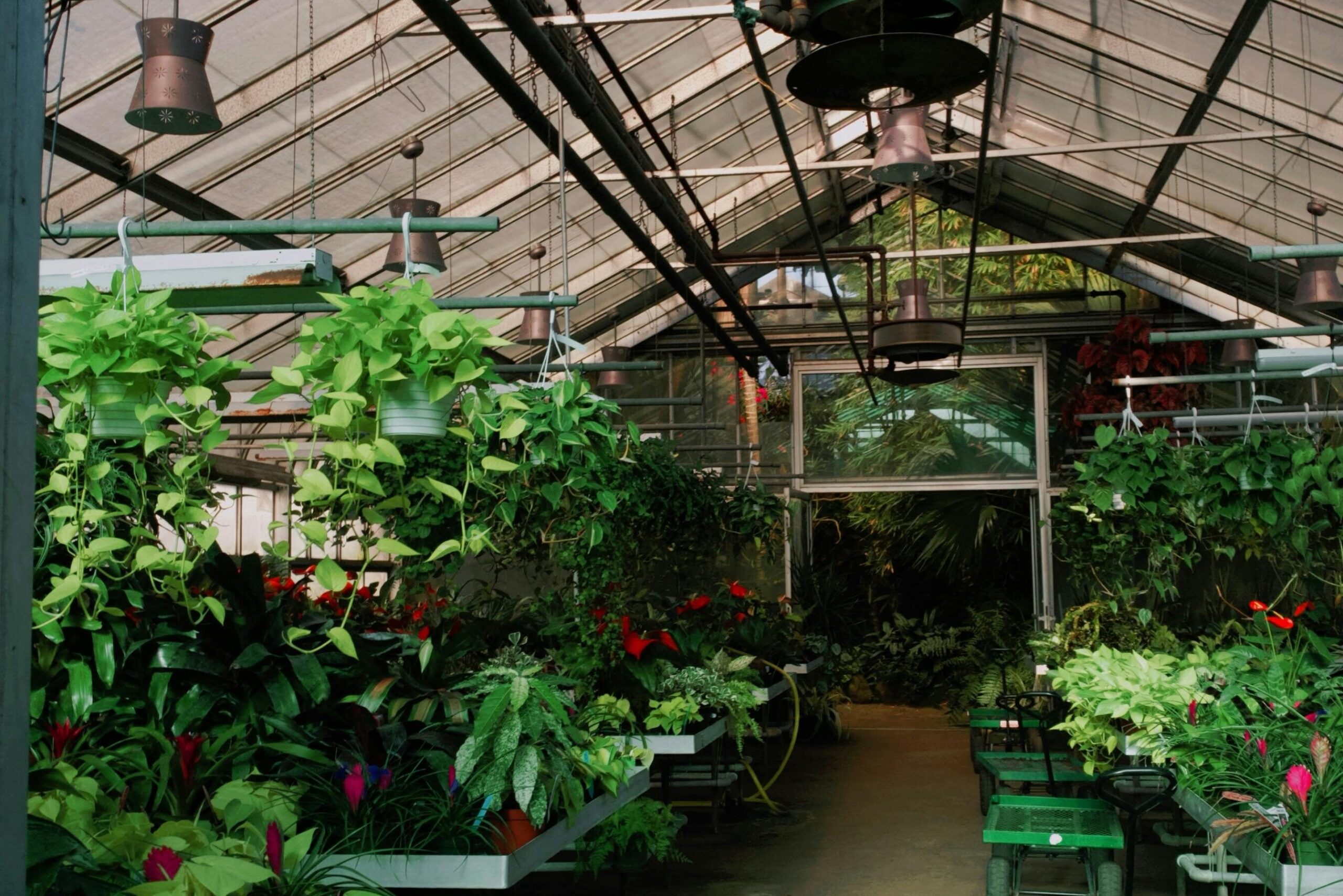 greenhouse with lots of ferns and greenery